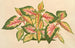 van Alternanthera amabilis tricolor - Charles Antoine Lemaire — weergave van het kunstwerk