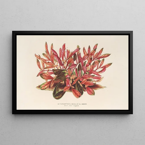 Charles Antoine Lemaire - Alternanthera sessilis var amna.webp