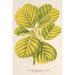 Reproductie van het schilderij Alnus glutinosa var aurea - Charles Antoine Lemaire