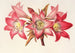 Amaryllis Belladonna - Charles Antoine Lemaire — weergave van het kunstwerk