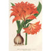 Amaryllis Hippeastrum Alberti - Charles Antoine Lemaire — weergave van het kunstwerk