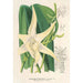 Reproductie van het schilderij Angraecum sesquipedale - Charles Antoine Lemaire