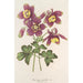 Aquilegia spectabilis - Charles Antoine Lemaire | Schilderij — weergave van het kunstwerk