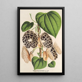 Charles Antoine Lemaire - Aristolochia Duchartrei.webp