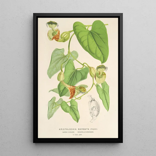 Charles Antoine Lemaire - Aristolochia barbata.webp