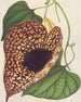 Aristolochia cordiflora - Charles Antoine Lemaire — weergave van het kunstwerk