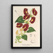 Reproductie van het schilderij Aristolochia floribunda - Charles Antoine Lemaire