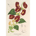 Reproductie van het schilderij Aristolochia floribunda - Charles Antoine Lemaire