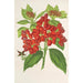 Reproductie van het schilderij Aucuba japonica Thunb en vruchten - Charles Antoine Lemaire