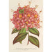 Azalée Bouquet de Flore Hort Versch - Charles Antoine Lemaire — weergave van het kunstwerk