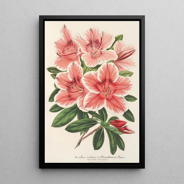 Charles Antoine Lemaire - Azalea indica hybrida Dieudonn Spae.webp