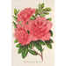 Azalea indica hybrida William Bull - Charles Antoine Lemaire — weergave van het kunstwerk