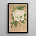 Reproductie van het schilderij Azalea sinensis var Albiflora - Charles Antoine Lemaire