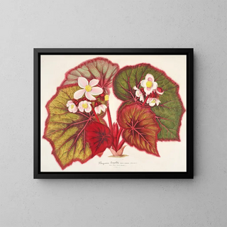 Charles Antoine Lemaire - Begonia Leopoldi.webp