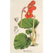 Begonia Veitchii - Charles Antoine Lemaire — weergave van het kunstwerk