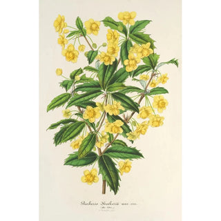 Charles Antoine Lemaire - Berberis Hookerii.webp