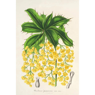 Charles Antoine Lemaire - Berberis Jamesonii.webp