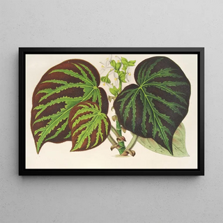 Charles Antoine Lemaire - Bgonia imperialis type.webp