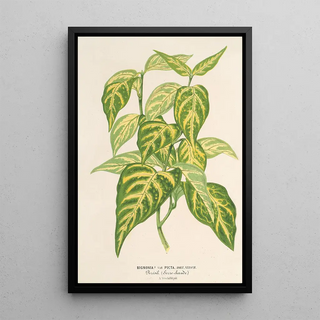 Charles Antoine Lemaire - Bignonia picta.webp