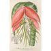 Reproductie van het schilderij Billbergia Baraquiniana - Charles Antoine Lemaire