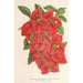 Bougainvillea spectabilis - Charles Antoine Lemaire — weergave van het kunstwerk