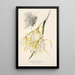 Reproductie van het schilderij Brassavola fragrans - Charles Antoine Lemaire