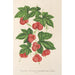 Reproductie van het schilderij Bryonopsis laciniata var erythrocarpa - Charles Antoine Lemaire