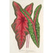 Caladium Baraquinii Troubetzkoy - Charles Antoine Lemaire — weergave van het kunstwerk