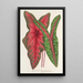 Caladium Baraquinii Troubetzkoy - Charles Antoine Lemaire — ingelijst kunstwerk aan de muur