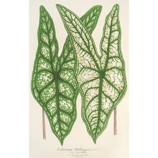 Charles Antoine Lemaire - Caladium Belleymei.webp