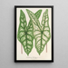 Caladium Belleymei - Charles Antoine Lemaire — ingelijst kunstwerk aan de muur