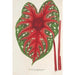 Reproductie van het schilderij Caladium Duc Adolphe de Nassau - Charles Antoine Lemaire