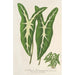 Caladium Lemaireanum - Charles Antoine Lemaire — weergave van het kunstwerk