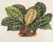 Calathea Maranta hiërogliefen - Charles Antoine Lemaire — weergave van het kunstwerk