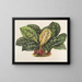 Calathea Maranta hiërogliefen - Charles Antoine Lemaire — ingelijst kunstwerk aan de muur