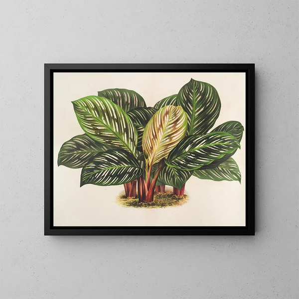 Calathea Maranta hiërogliefen - Charles Antoine Lemaire — ingelijst kunstwerk aan de muur
