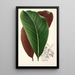 Calathea pacifica - Charles Antoine Lemaire — weergave van het kunstwerk