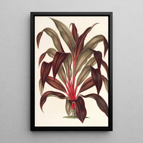 Charles Antoine Lemaire - Calodracon terminalis var Moorei.webp