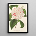 Reproductie van het schilderij Camellia Angelo Cocchi - Charles Antoine Lemaire
