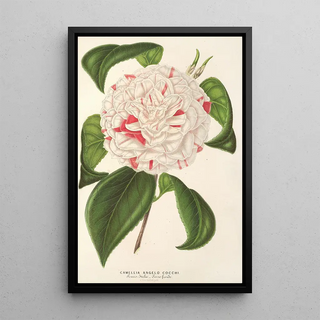 Charles Antoine Lemaire - Camellia Angelo Cocchi.webp