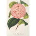 Camellia Bella Romana - Charles Antoine Lemaire — weergave van het kunstwerk