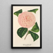 Camellia Caterina Rossi - Charles Antoine Lemaire — ingelijst kunstwerk aan de muur