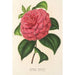 Camellia Clodia - Charles Antoine Lemaire — weergave van het kunstwerk