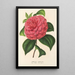 Camellia Clodia - Charles Antoine Lemaire — ingelijst kunstwerk aan de muur