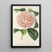 Reproductie van het schilderij Camellia Comtesse Lavinia Maggi - Charles Antoine Lemaire