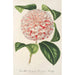 Reproductie van het schilderij Camellia Comtesse Lavinia Maggi - Charles Antoine Lemaire