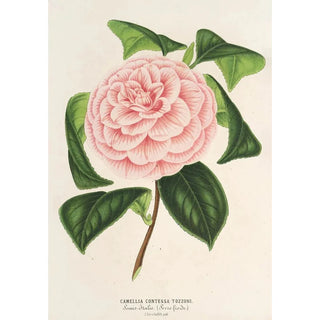 Charles Antoine Lemaire - Camellia Contessa Tozzoni.webp