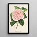 Camellia Contessa Tozzoni - Charles Antoine Lemaire — ingelijst kunstwerk aan de muur