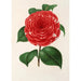 Camellia Don Carlos Ferdinando - Charles Antoine Lemaire — weergave van het kunstwerk