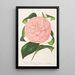 Reproductie van het schilderij Camellia Duchesse de Nassau - Charles Antoine Lemaire